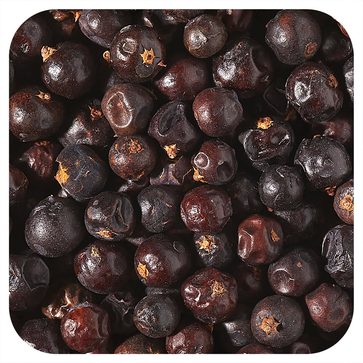 Starwest Botanicals-Organic Juniper Berries-1 lb (453.6 g)